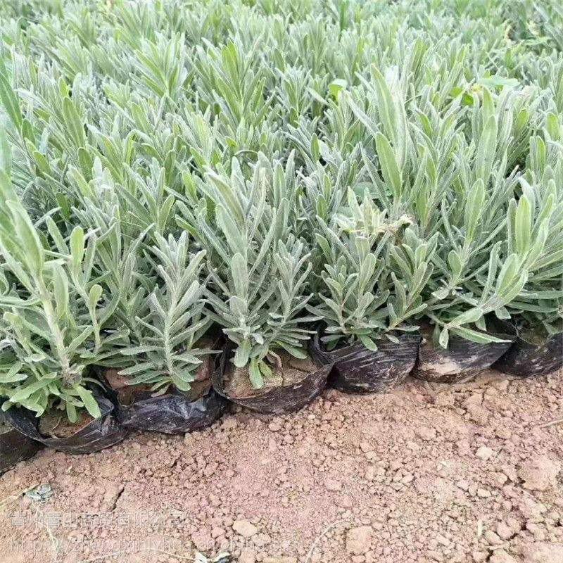 薰衣草花苗庭院植物阳台花卉多年生耐寒耐热香草盆栽