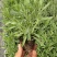 薰衣草花苗庭院植物阳台花卉多年生耐寒耐热香草盆栽