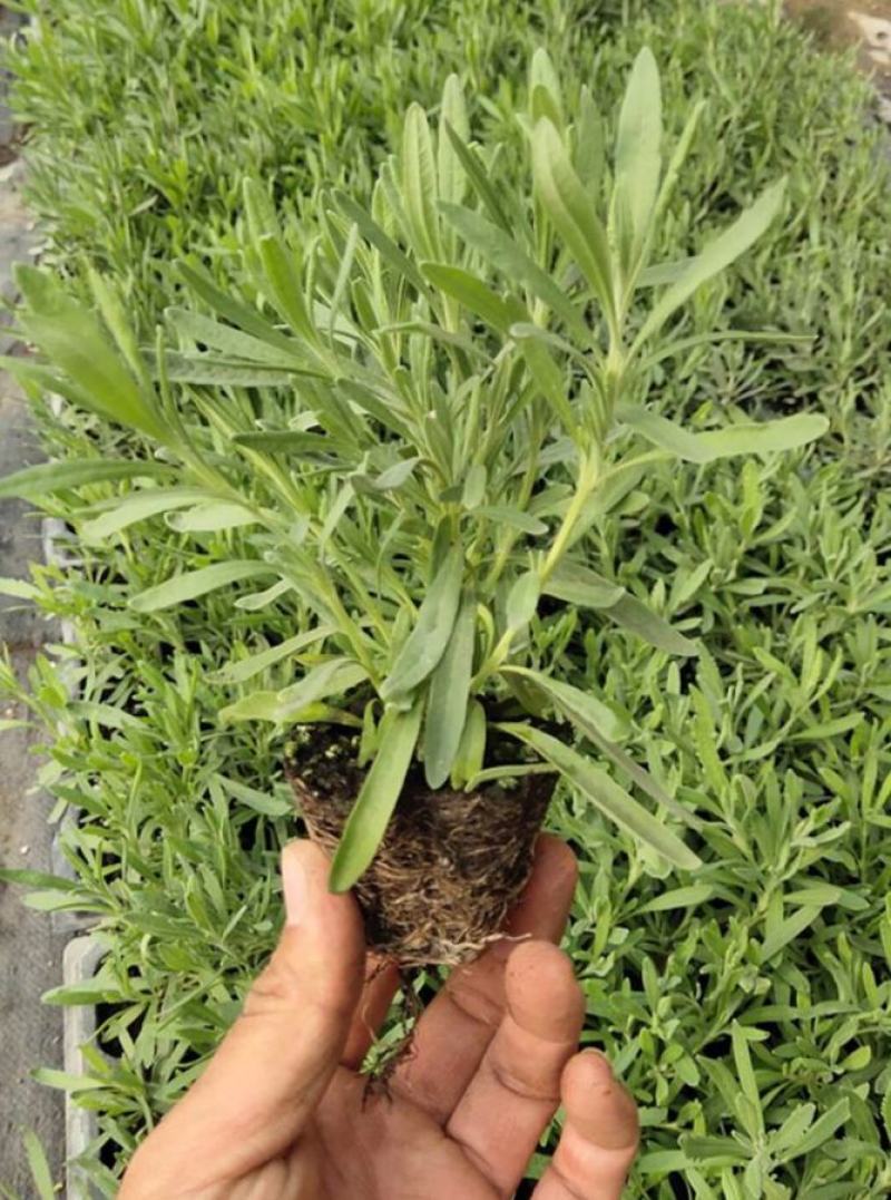 薰衣草花苗庭院植物阳台花卉多年生耐寒耐热香草盆栽