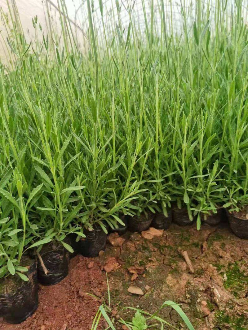 薰衣草花苗庭院植物阳台花卉多年生耐寒耐热香草盆栽