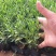 薰衣草花苗庭院植物阳台花卉多年生耐寒耐热香草盆栽