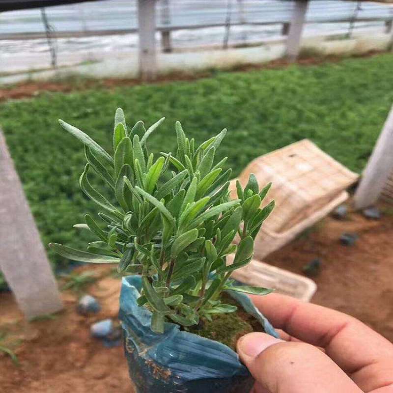 薰衣草花苗庭院植物阳台花卉多年生耐寒耐热香草盆栽