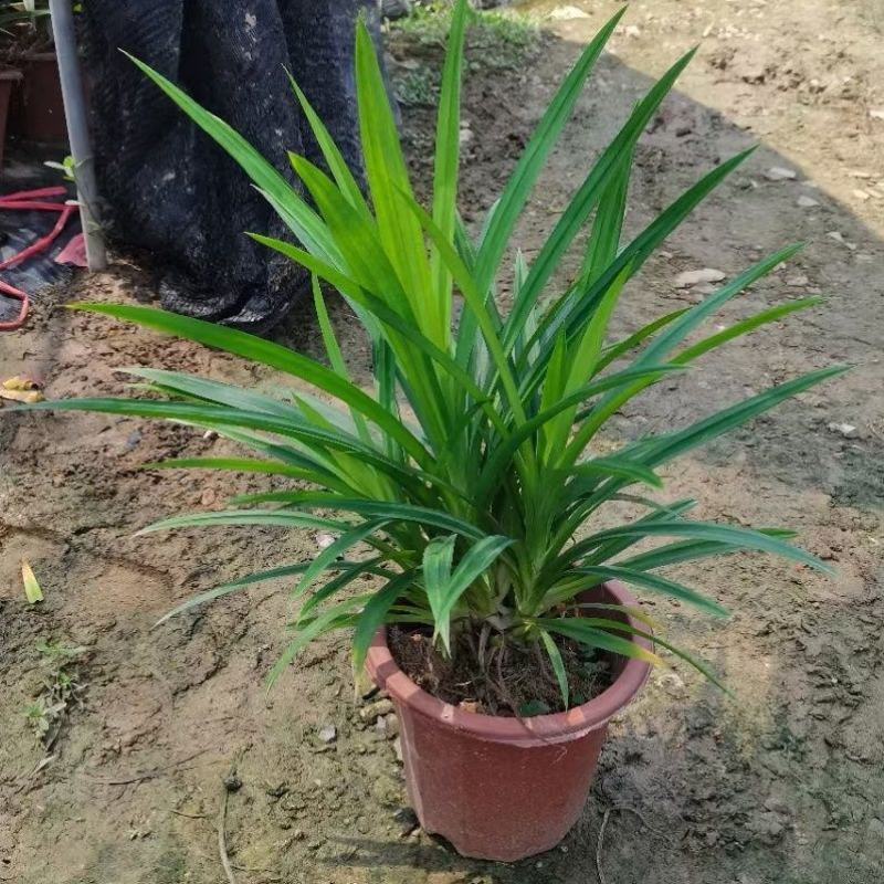 香兰叶盆栽香料植物可食用有香味斑斓叶班兰叶种植苗四季常青