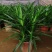 香兰叶盆栽香料植物可食用有香味斑斓叶班兰叶种植苗四季常青