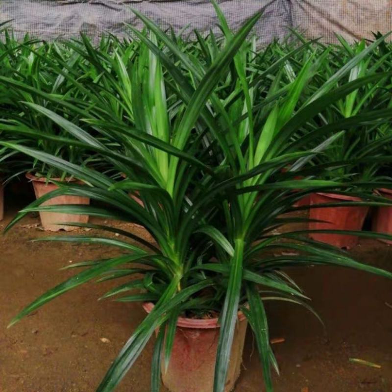 香兰叶盆栽香料植物可食用有香味斑斓叶班兰叶种植苗四季常青