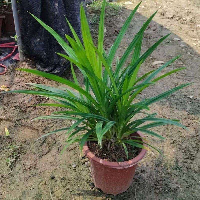 香兰叶盆栽香料植物可食用有香味斑斓叶班兰叶种植苗四季常青