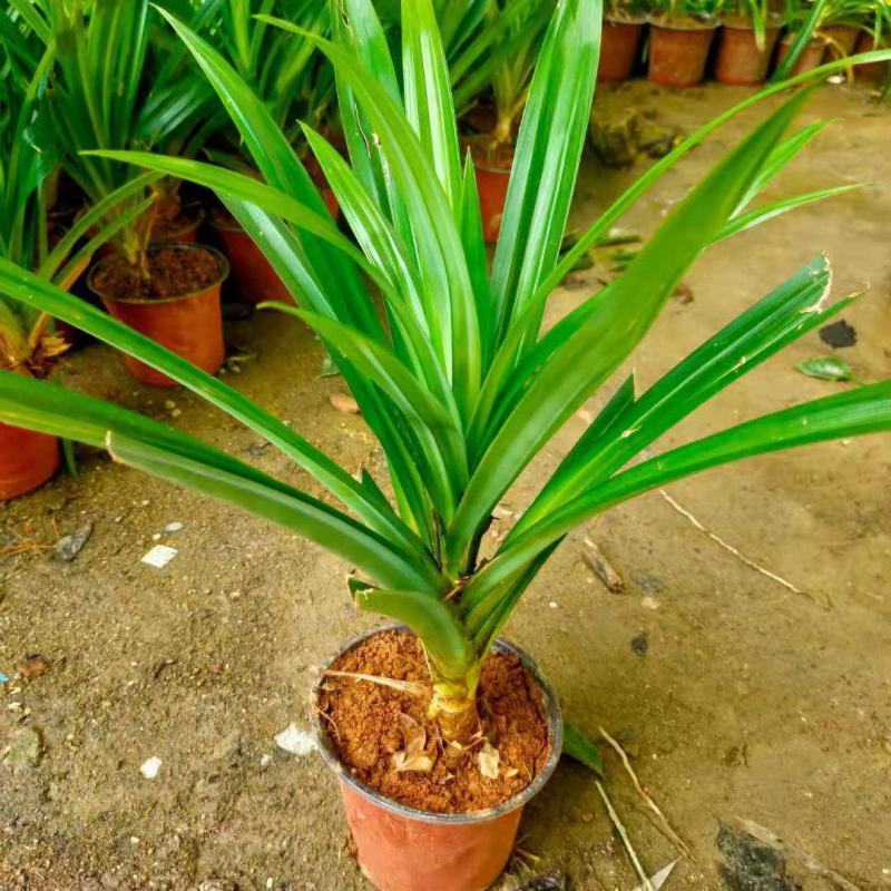 香兰叶盆栽香料植物可食用有香味斑斓叶班兰叶种植苗四季常青