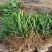 香兰叶盆栽香料植物可食用有香味斑斓叶班兰叶种植苗四季常青