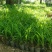 香兰叶盆栽香料植物可食用有香味斑斓叶班兰叶种植苗四季常青
