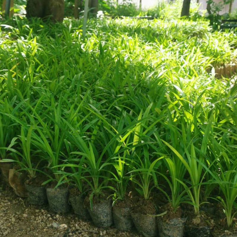 香兰叶盆栽香料植物可食用有香味斑斓叶班兰叶种植苗四季常青