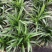 香兰叶盆栽香料植物可食用有香味斑斓叶班兰叶种植苗四季常青