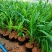 香兰叶盆栽香料植物可食用有香味斑斓叶班兰叶种植苗四季常青