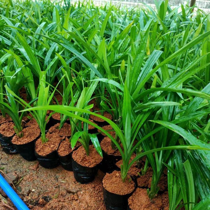 香兰叶盆栽香料植物可食用有香味斑斓叶班兰叶种植苗四季常青