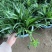 香兰叶盆栽香料植物可食用有香味斑斓叶班兰叶种植苗四季常青