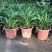 香兰叶盆栽香料植物可食用有香味斑斓叶班兰叶种植苗四季常青