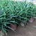 香兰叶盆栽香料植物可食用有香味斑斓叶班兰叶种植苗四季常青