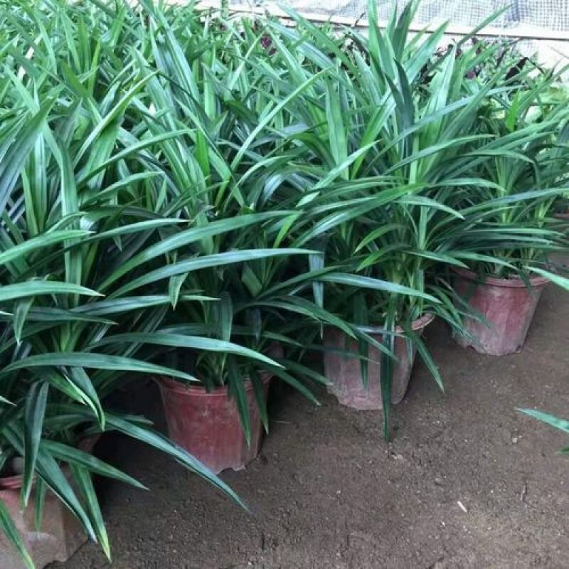 香兰叶盆栽香料植物可食用有香味斑斓叶班兰叶种植苗四季常青