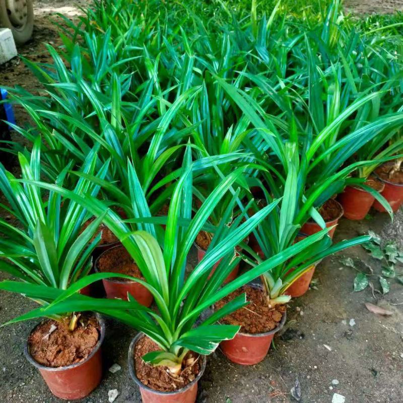 香兰叶盆栽香料植物可食用有香味斑斓叶班兰叶种植苗四季常青