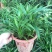 香兰叶盆栽香料植物可食用有香味斑斓叶班兰叶种植苗四季常青