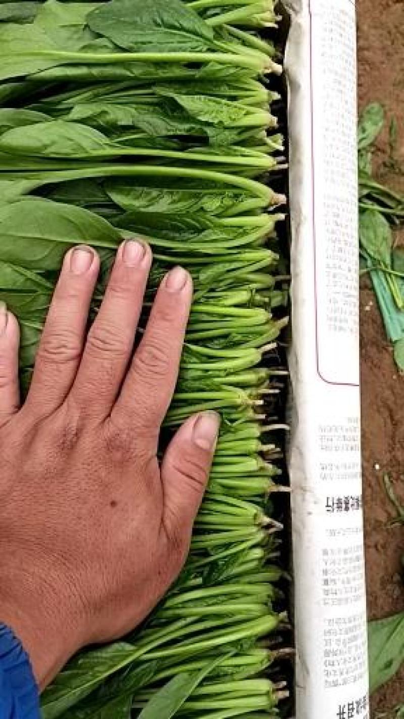 大叶菠菜上市中一级货源保证质量代发全国各地质量好价格低