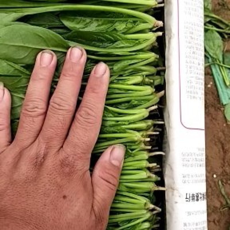 大叶菠菜上市中一级货源保证质量代发全国各地质量好价格低