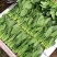 大叶菠菜上市中一级货源保证质量代发全国各地质量好价格低