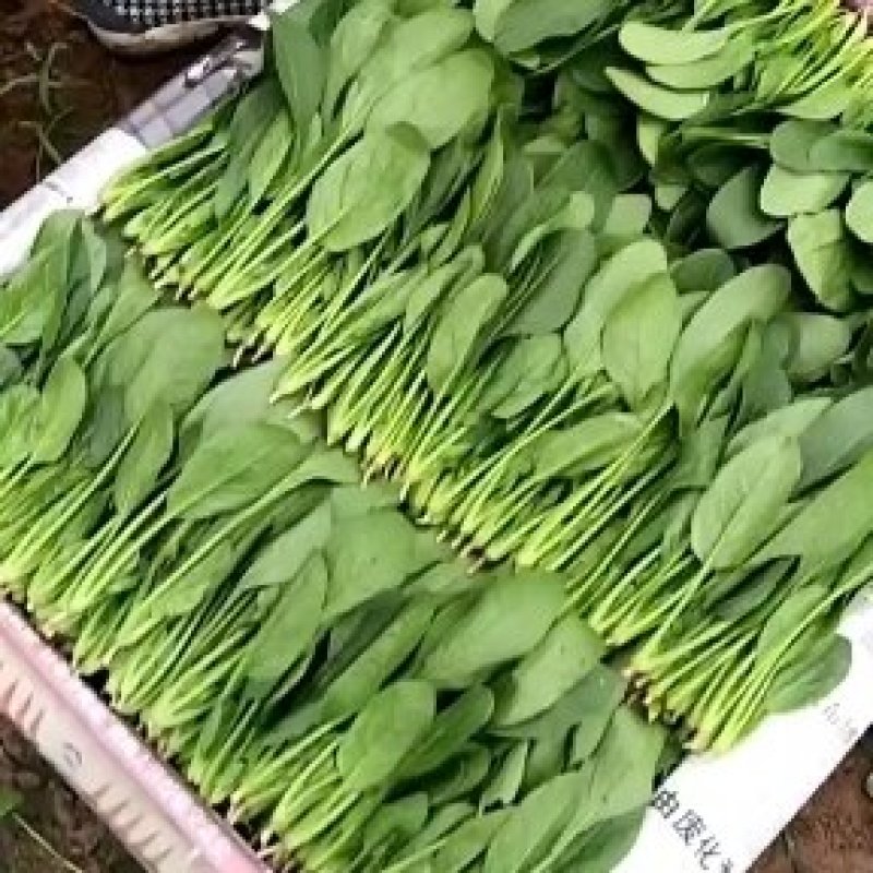 大叶菠菜上市中一级货源保证质量代发全国各地质量好价格低
