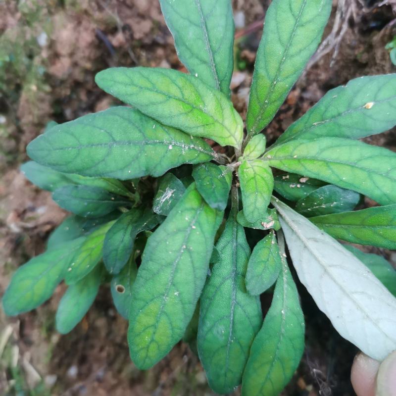 白背草，白背仔，白花地胆头，干鲜货都有省内顺丰包邮