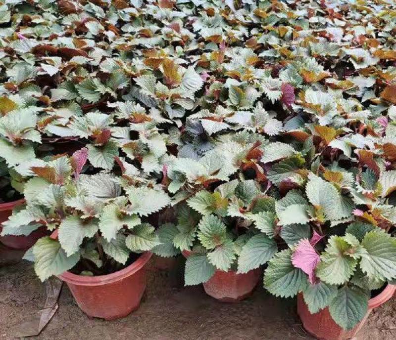 可食用紫苏苗盆栽室内外四季易种植新鲜叶可食用去腥香料