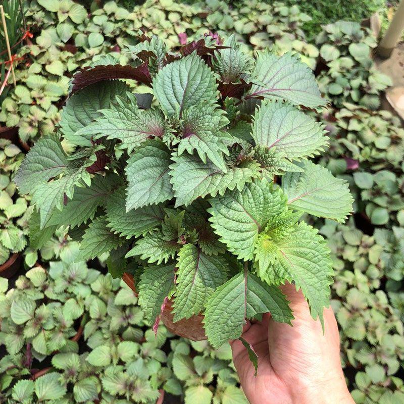 可食用紫苏苗盆栽室内外四季易种植新鲜叶可食用去腥香料