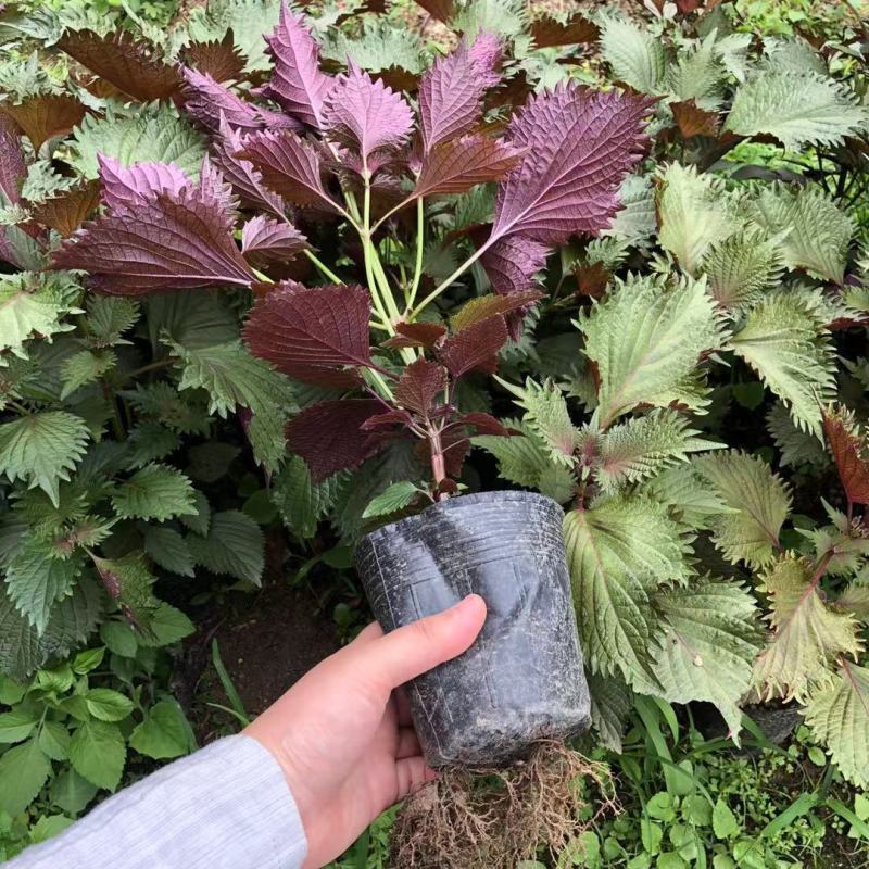 可食用紫苏苗盆栽室内外四季易种植新鲜叶可食用去腥香料