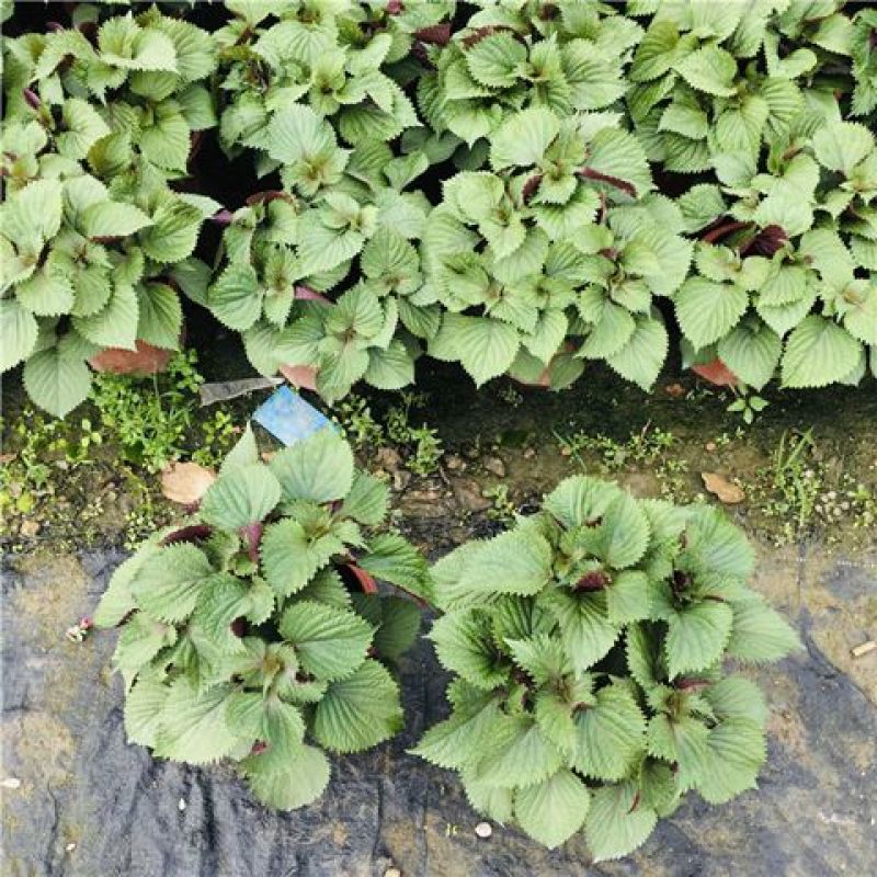 可食用紫苏苗盆栽室内外四季易种植新鲜叶可食用去腥香料