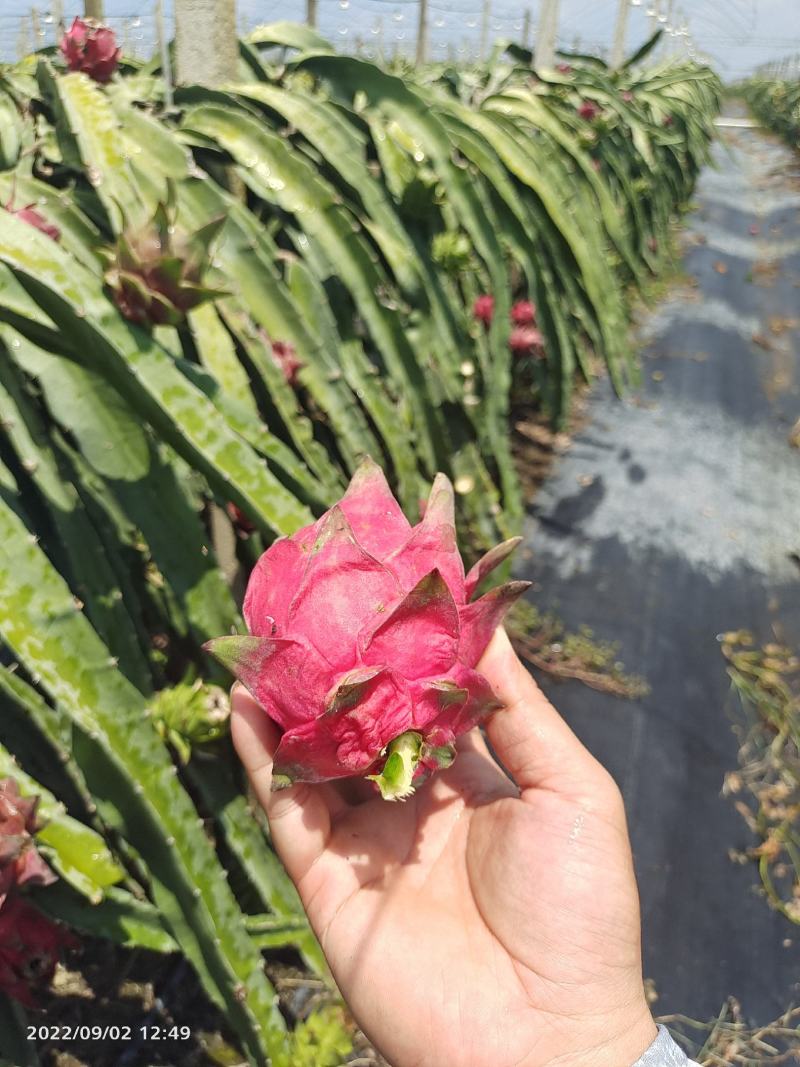 广西红心火龙果大量上市，商超渠道单规格大量供应，欢迎对接