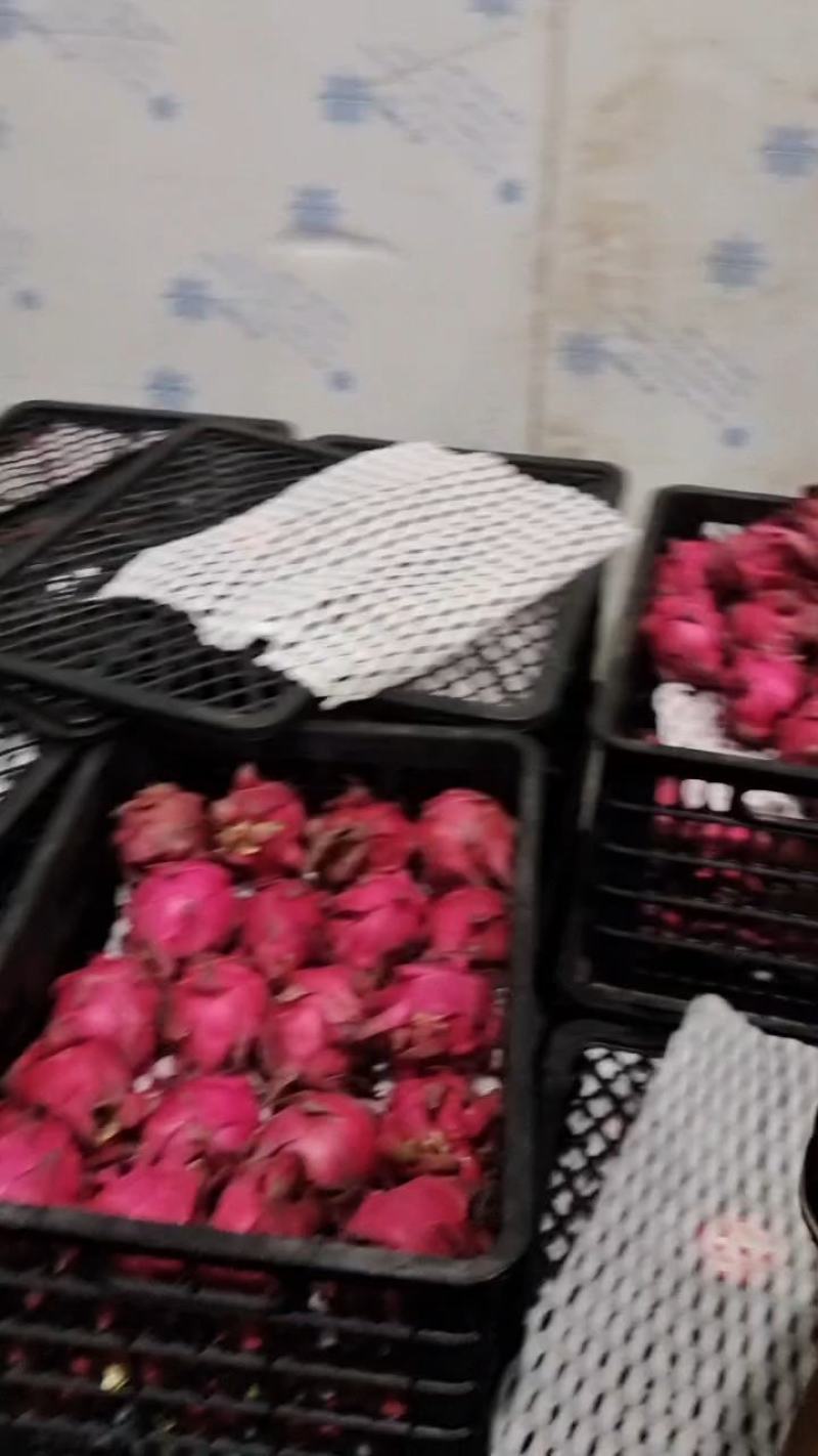 广西红心火龙果大量上市，商超渠道单规格大量供应，欢迎对接