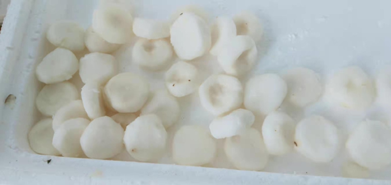 马蹄精品马蹄去皮马蹄