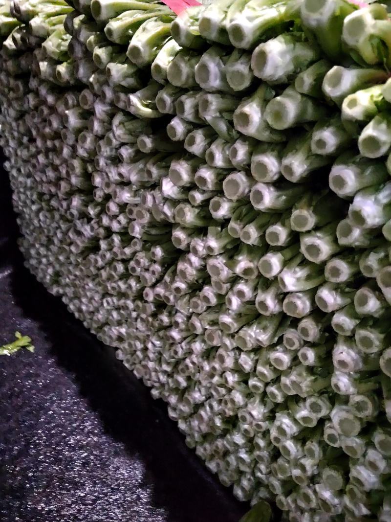 精品油麦，大量有货，产地直发，一手货源，长期合作
