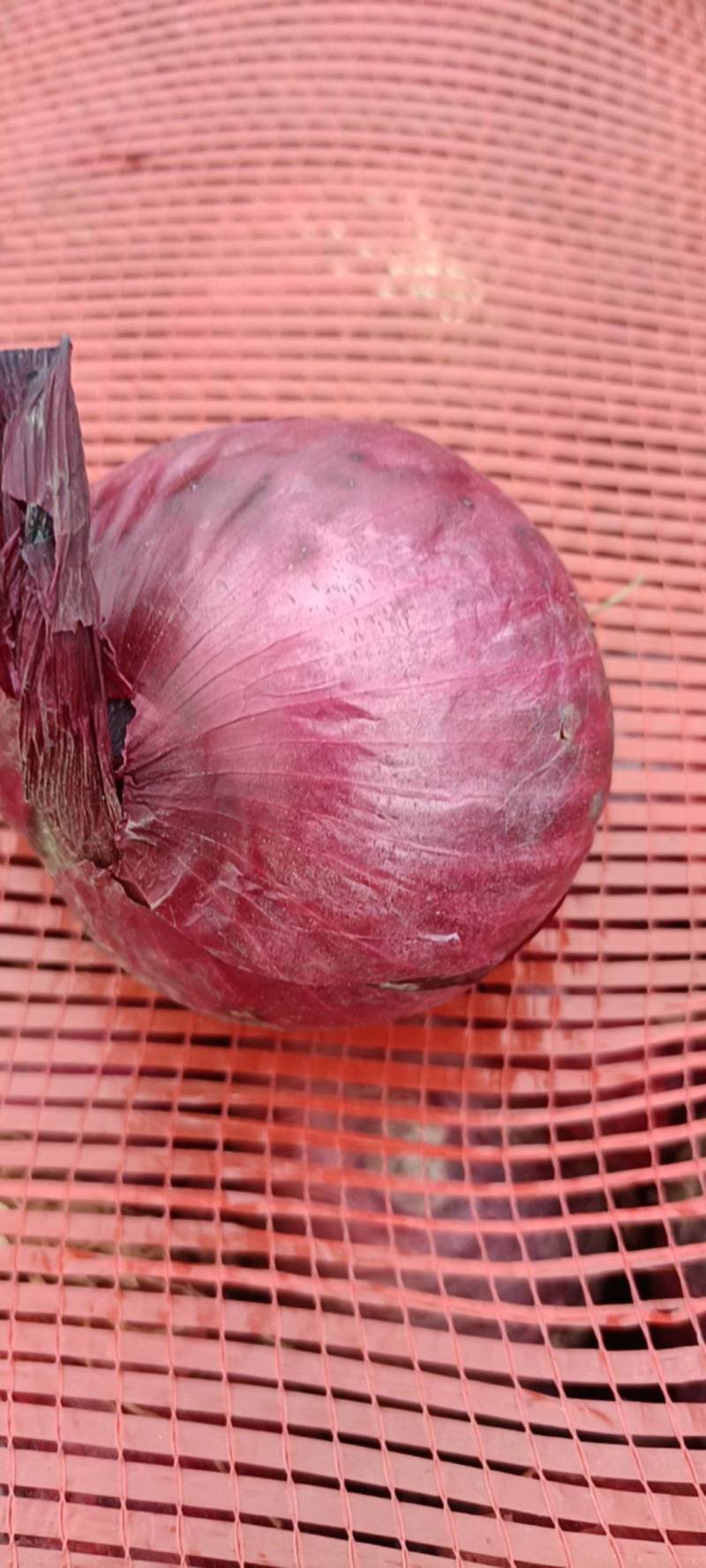 圆葱