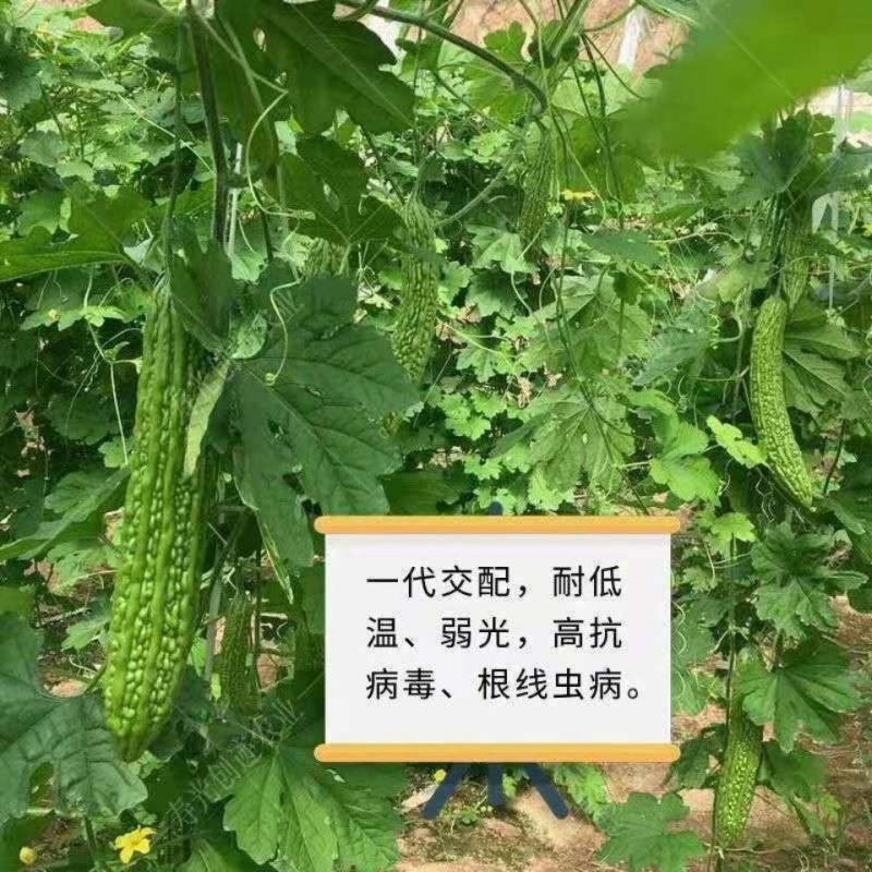 同兴村的苦瓜上市了：