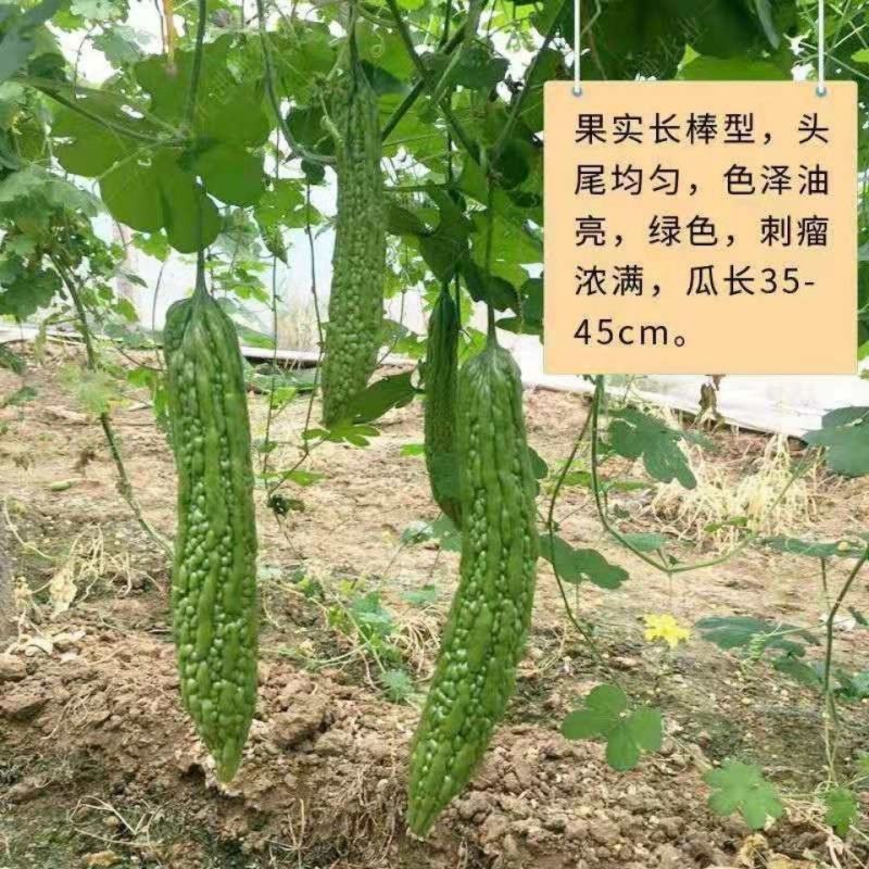 同兴村的苦瓜上市了：