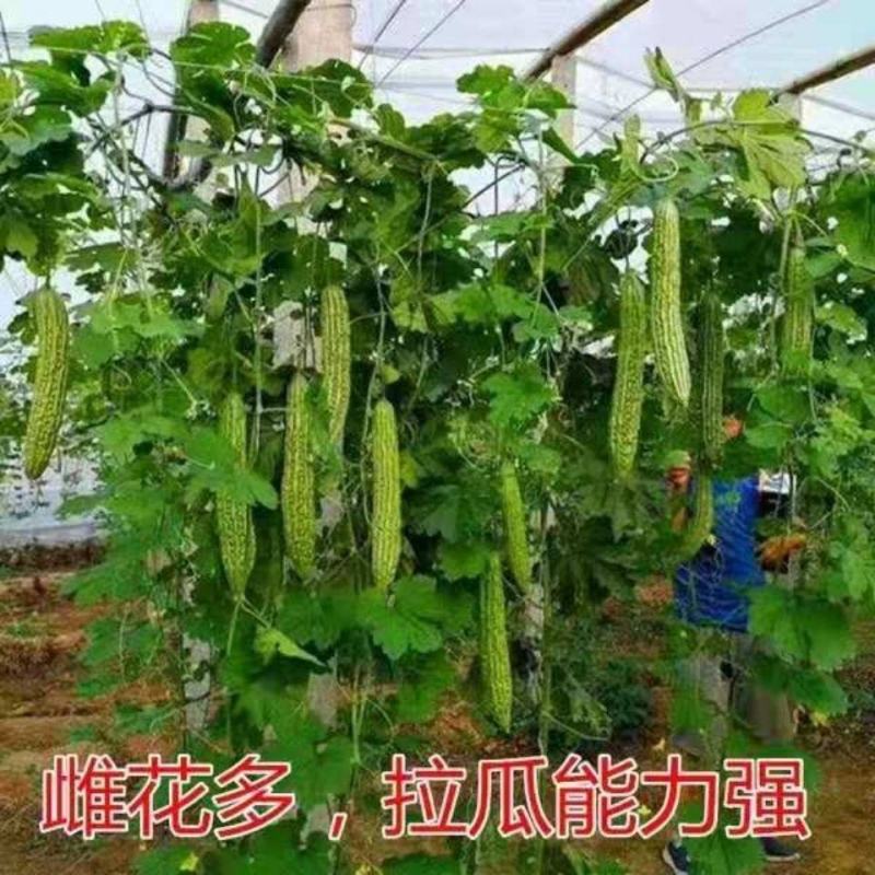 同兴村的苦瓜上市了：