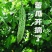 同兴村的苦瓜上市了：