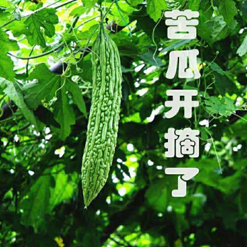 同兴村的苦瓜上市了：