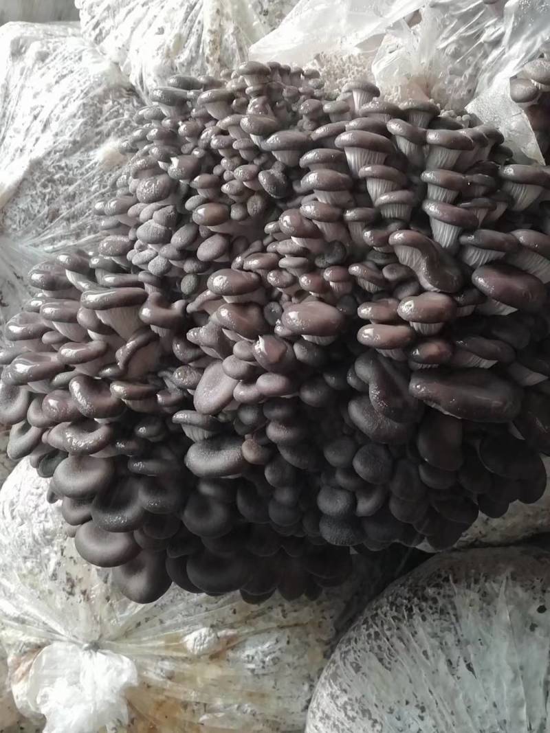 常年供应优质平菇菌包菌种栽培种。