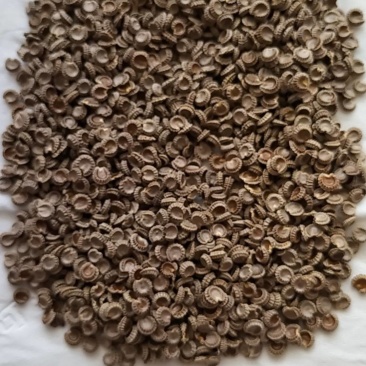 粉防己，防己千斤藤防己种子