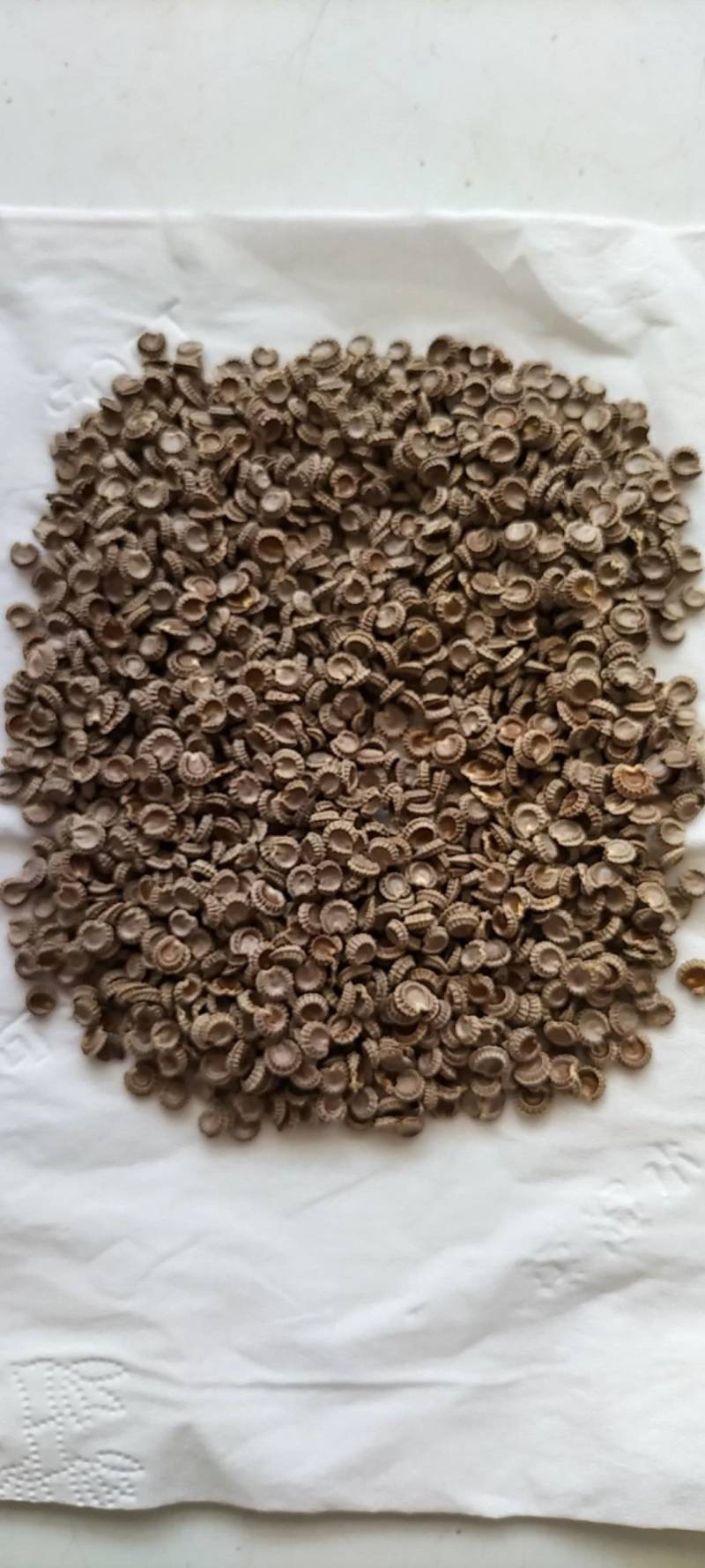 粉防己，防己千斤藤防己种子