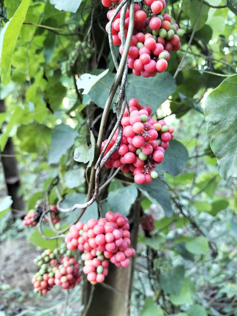 粉防己，防己千斤藤防己种子