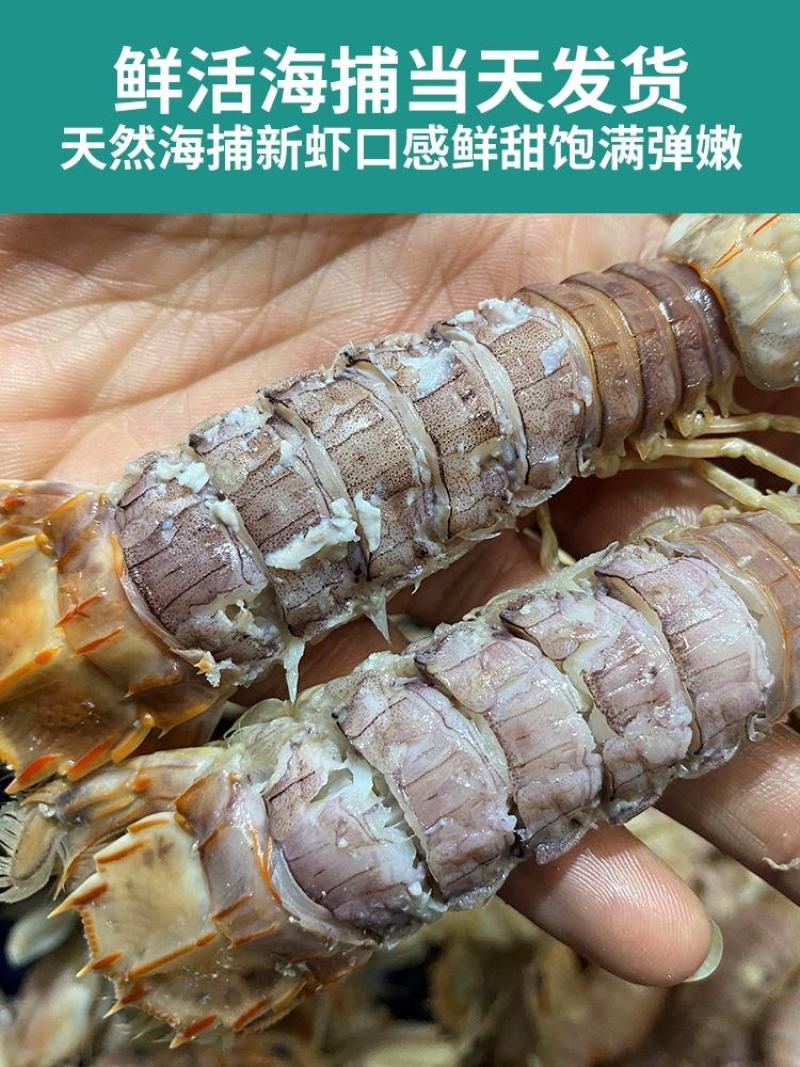 皮皮虾鲜活超特大海虾新鲜蒸熟皮虾食富贵虾海鲜水产，支持饭
