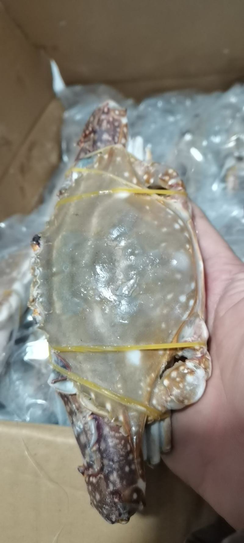 单冻中公梭子蟹，价格便宜，自助餐专用，香辣蟹，一件20斤