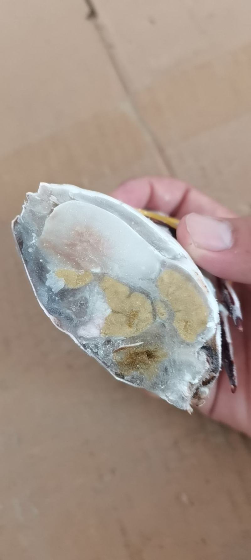 单冻中公梭子蟹，价格便宜，自助餐专用，香辣蟹，一件20斤