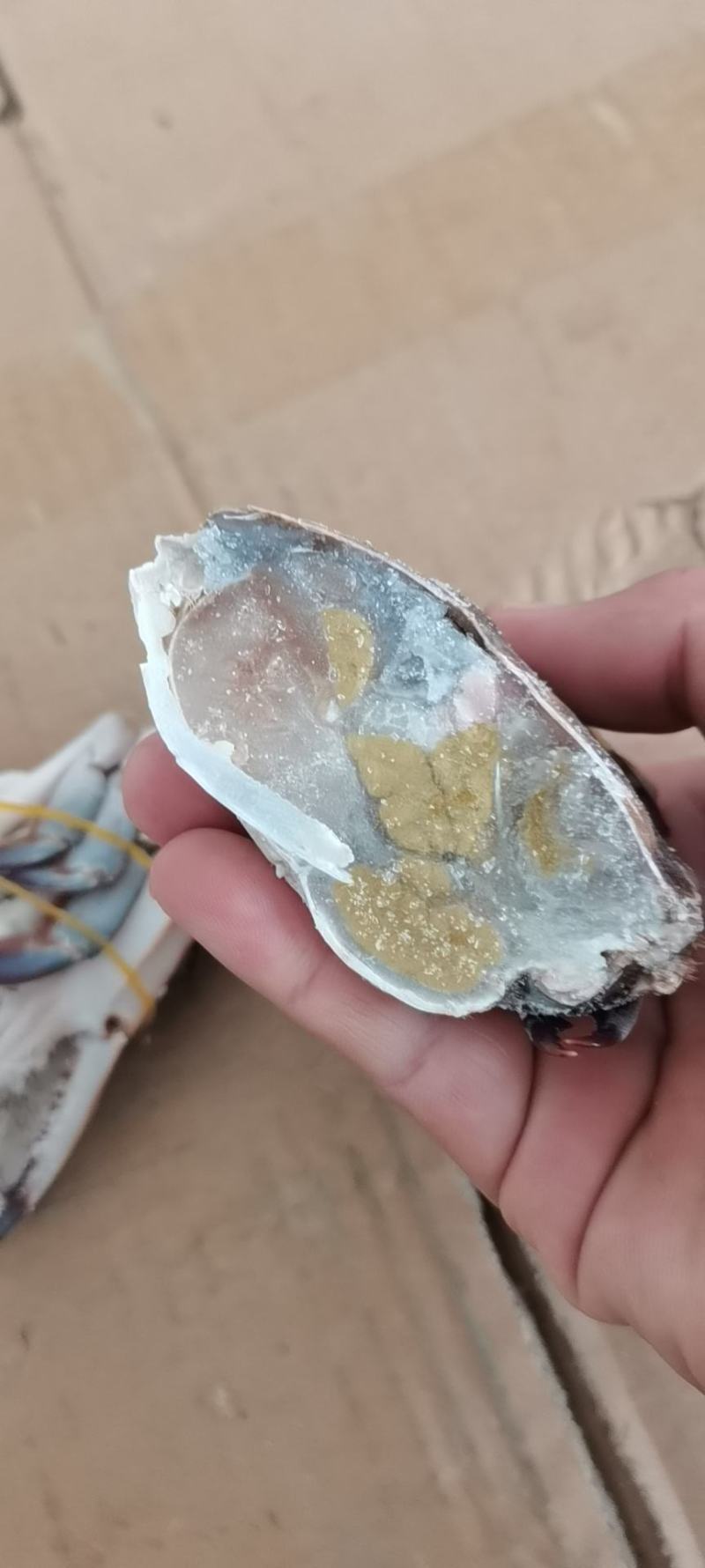 单冻中公梭子蟹，价格便宜，自助餐专用，香辣蟹，一件20斤